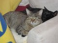 IMG_0388