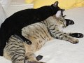 IMG_0181