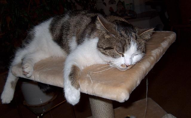 Katze_kaputt.jpg