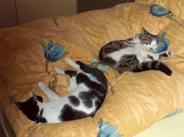 Katzen.jpg
