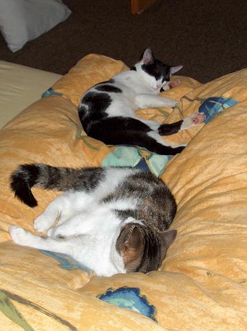 Katzen2.jpg