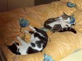 Katzen