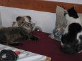 IMG_0268