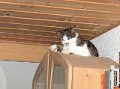 Katie